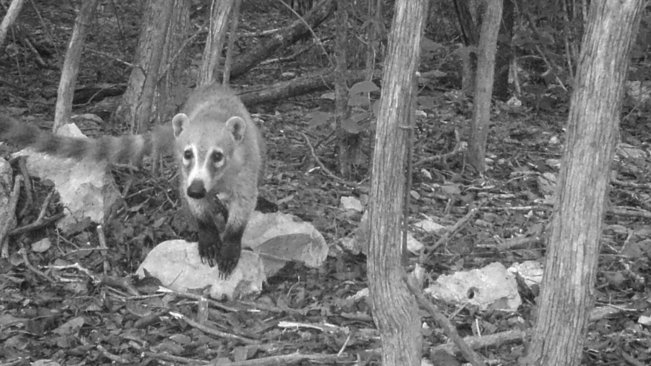 La reserva es el hogar de 66 especies de mamíferos, entre las que destaca el coatí o tejón, animal afectado por ataques de perros