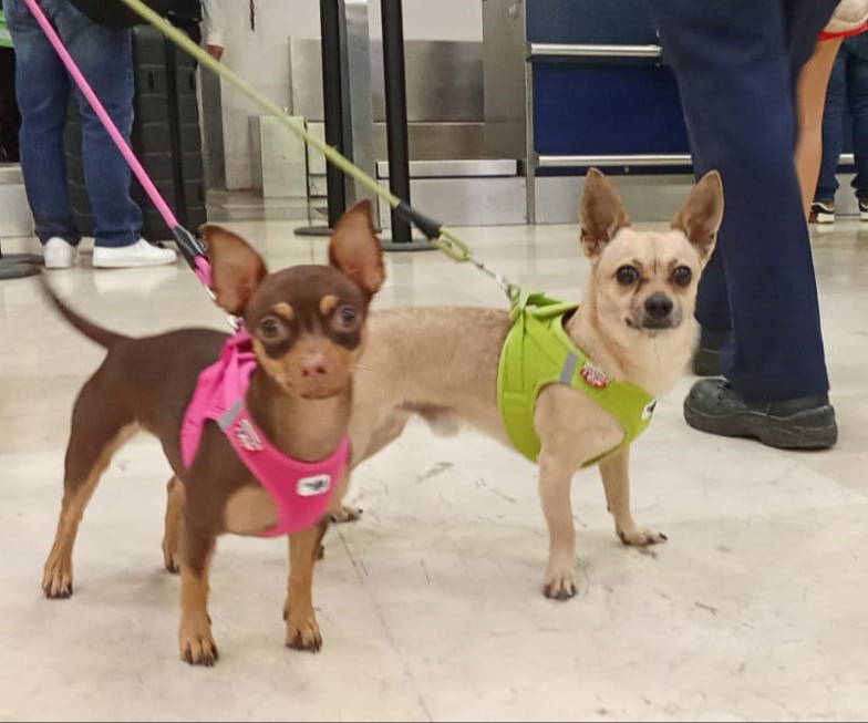 Los perritos chihuahuas acompañan a todos los viajes de sus dueños