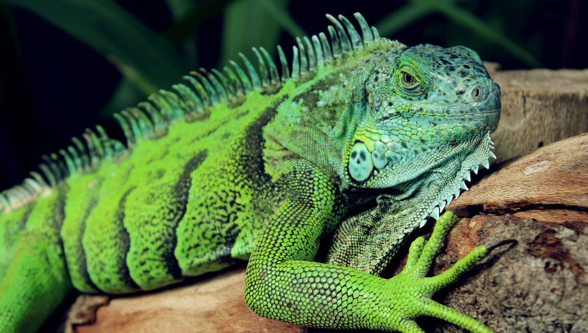 Los asistentes podrán aprender e interactuar con fascinantes especies de reptiles.