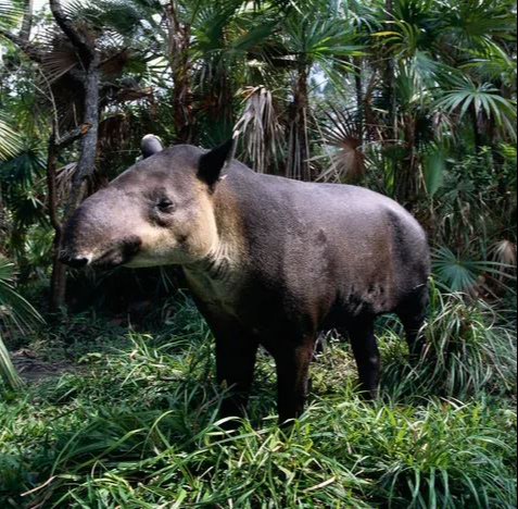 Para los antiguos mayas, este animal era considerado un símbolo sagrado