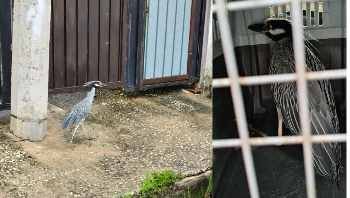 El Grupo Ecológico Isla de Tris rescató una Garza Nocturna Corona Clara encontrada en la colonia Benito Juárez