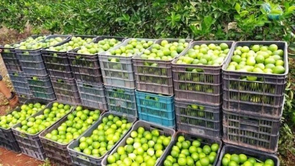 En una semana el precio del limón saltó de 200 a 280 pesos.