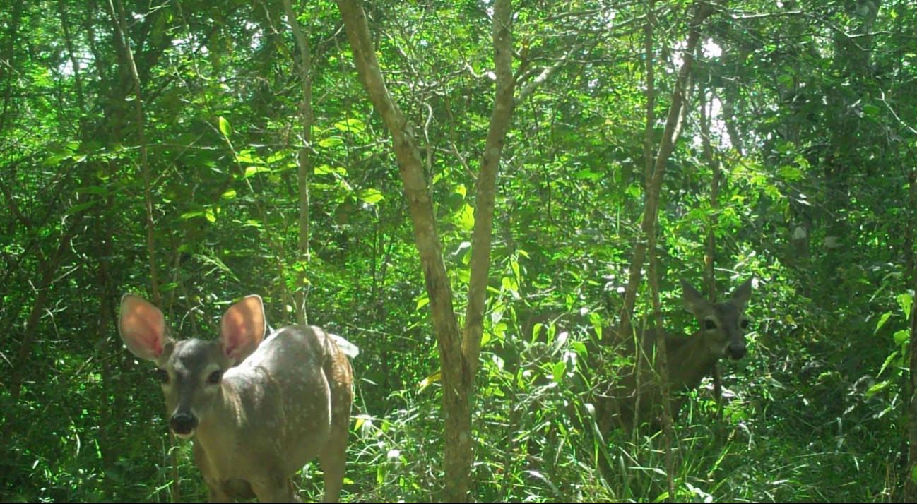 La zona enfrenta serios problemas que comprometen la conservación de sus casi 12 mil hectáreas