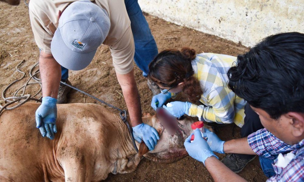 Ahora hay 17 animales infectados en Chiapas y uno en Campeche.