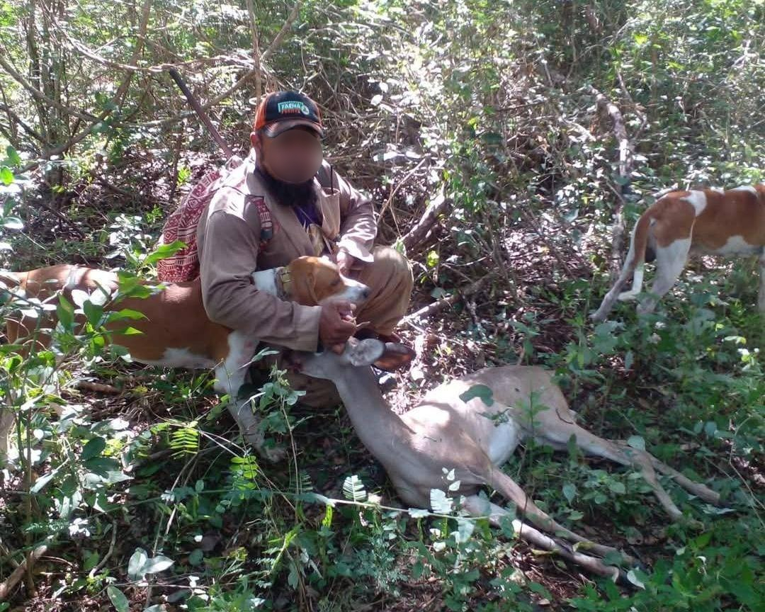 Piden atender la caza de venados en Yucatán