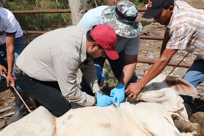 Productores de Quintana Roo en alerta por posible llegada de gusano barrenador