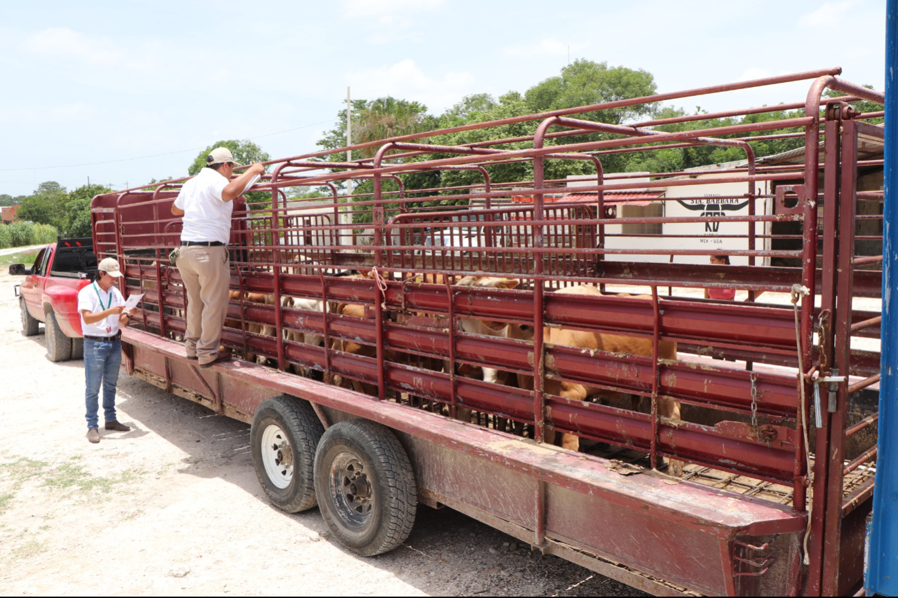  Campeche proyecta punto de revisión de ganado para combatir mosca del gusano barrenador   