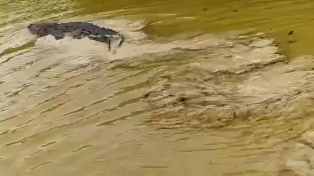 Captan a enorme cocodrilo en una zona de manglar en el Puerto de Sisal