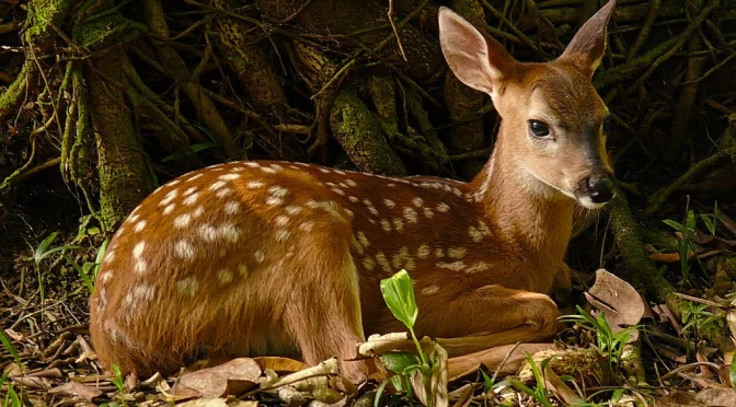 Identifican a familia de presuntos cazadores furtivos de venados en Ticul, Yucatán