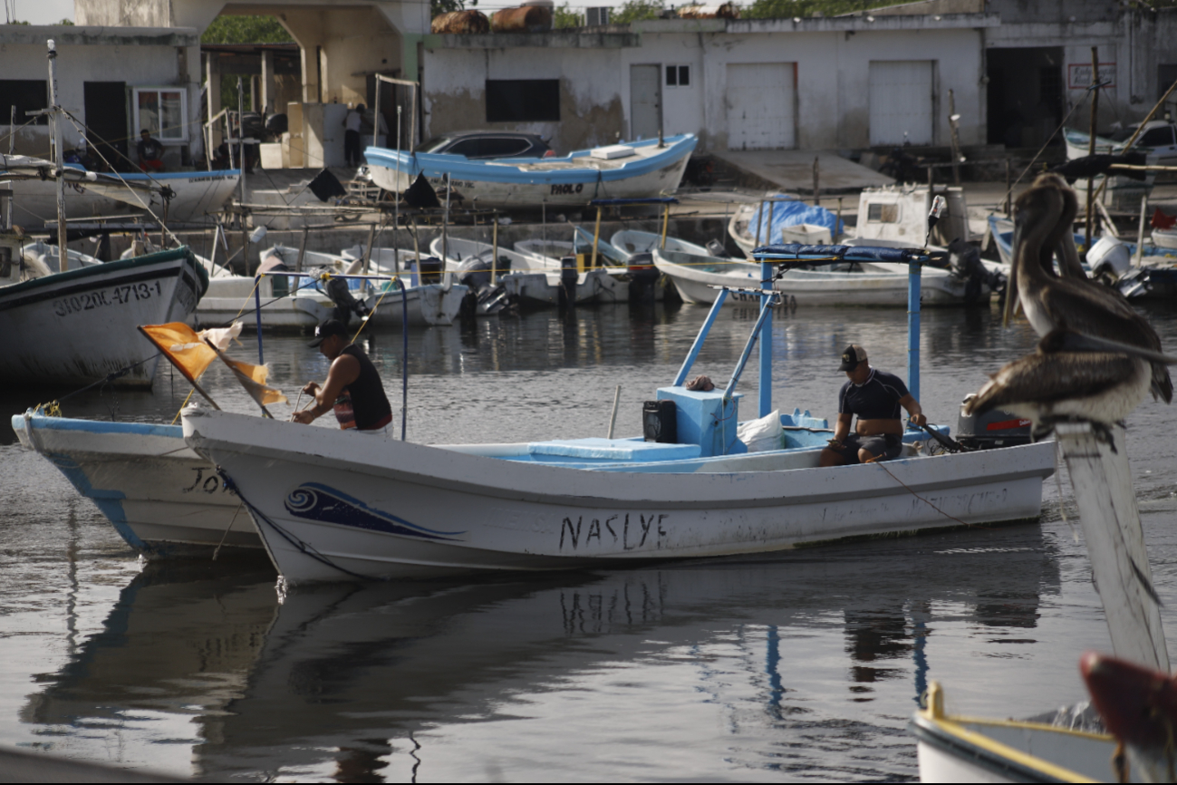 Frentes fríos  ponen en riesgo al sector pesquero en Yucatán por la baja captura de mero