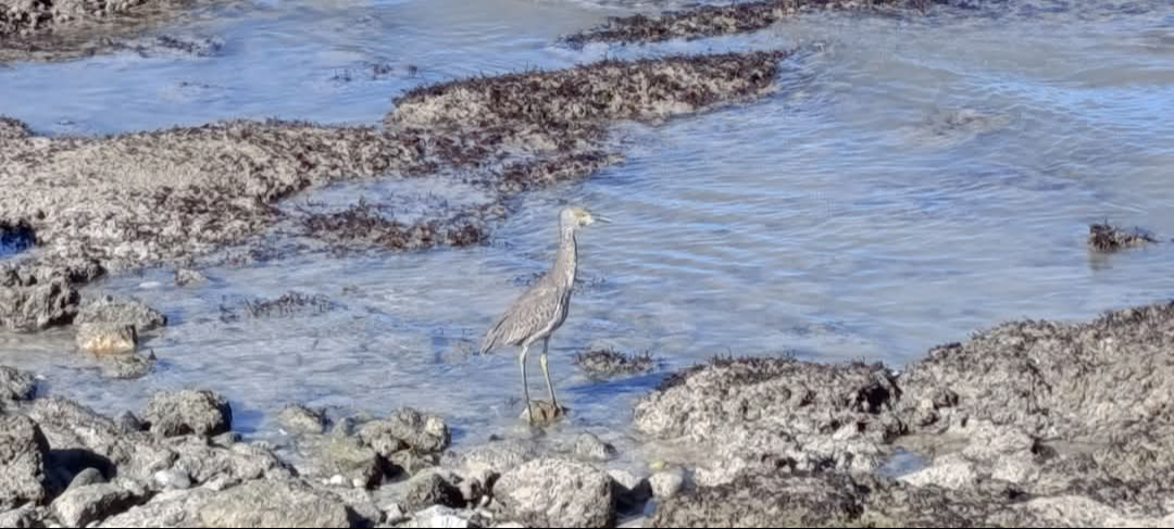 La vaciante marina reveló formaciones rocosas y fauna silvestre atípica