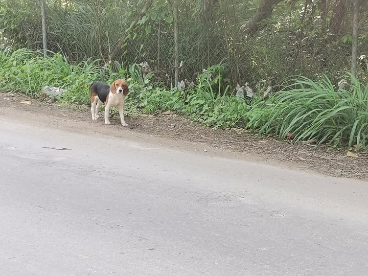 Secuelas del uso de pirotecnia durante festejos decembrinos en Chetumal