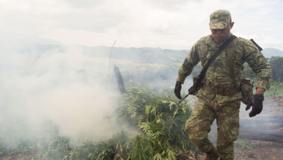 Marina destruye plantío de mariguana en Sinaloa e incinera 372 kilos