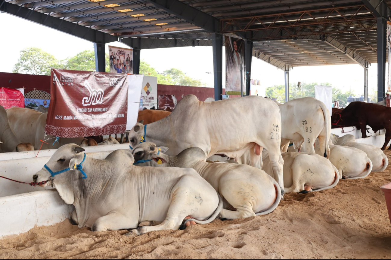 La Feria de Reyes de Tizimín es de las más populares de Yucatán