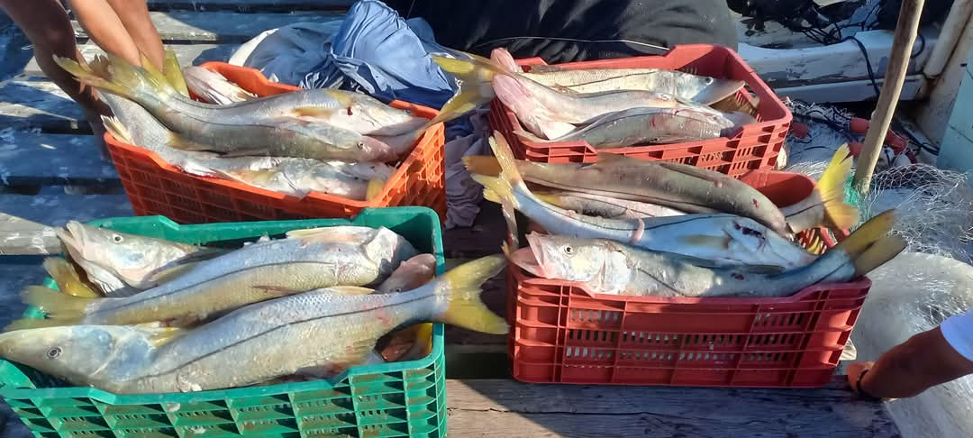 Se dispara el precio del pescado en Sabancuy previo a la Cuaresma 