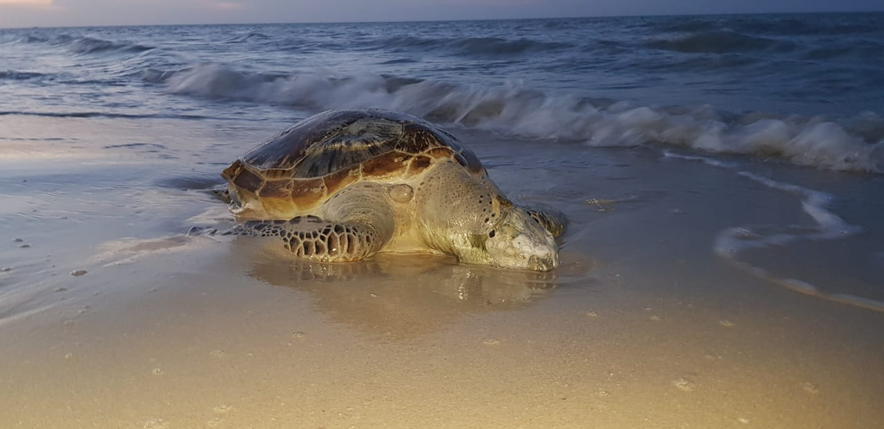 Tortugas y delfines, en riesgo  por el uso de redes durante la veda de mero en Yucatán