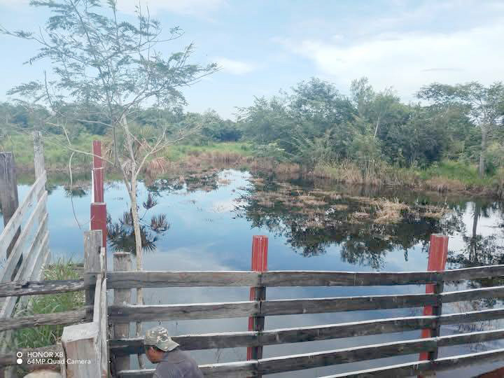 La comunidad San Ángel es la más afectada, con caminos de acceso todavía inundados; temen que salgan afectados más de mil 200 productores.