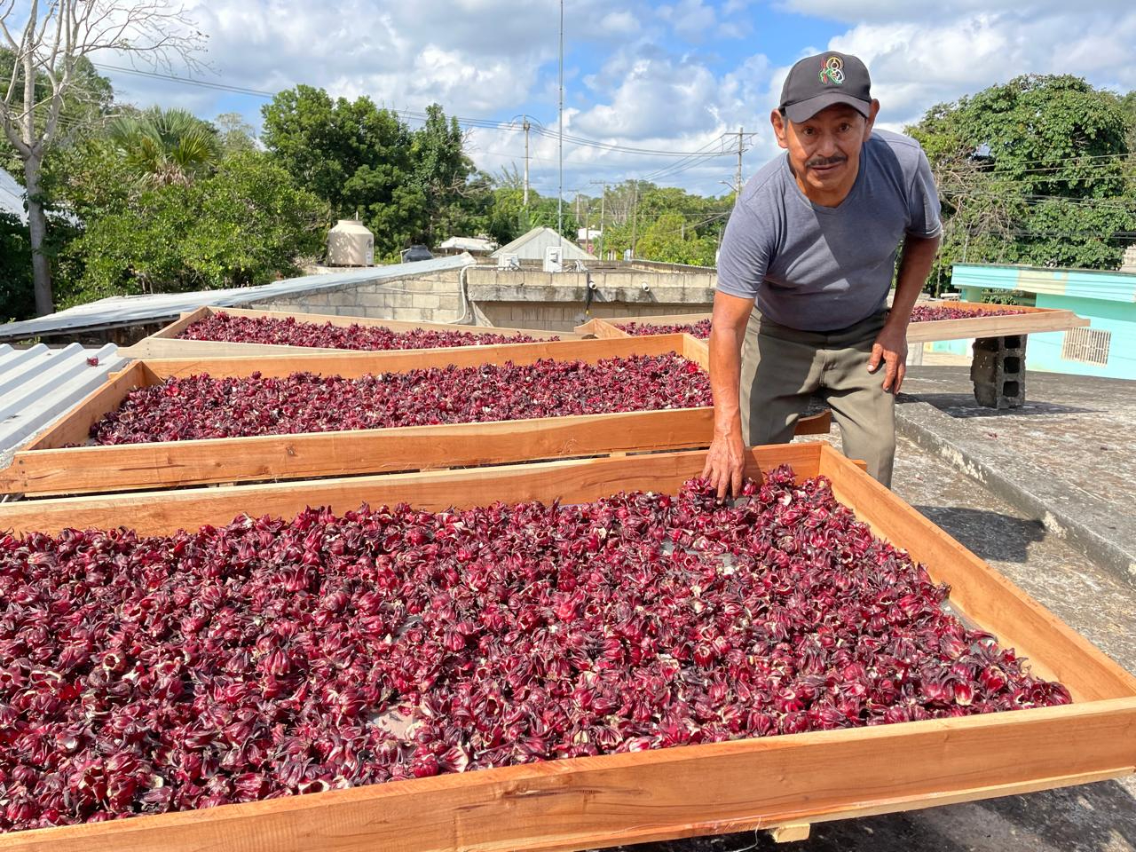 La flor se comercializa a 100 pesos el kilo y ya tiene asegurada su compra en el mercado nacional