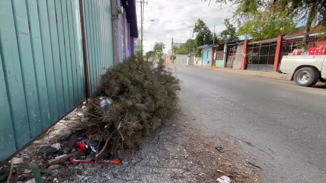 El Ayuntamiento de Mérida ha hecho un llamado a la ciudadanía a evitar desechar árboles de navidad que podrían generar percances