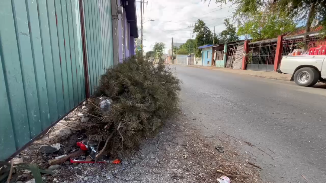 El Ayuntamiento de Mérida ha hecho un llamado a la ciudadanía para que se evite desechar árboles de navidad que podrían generar percances