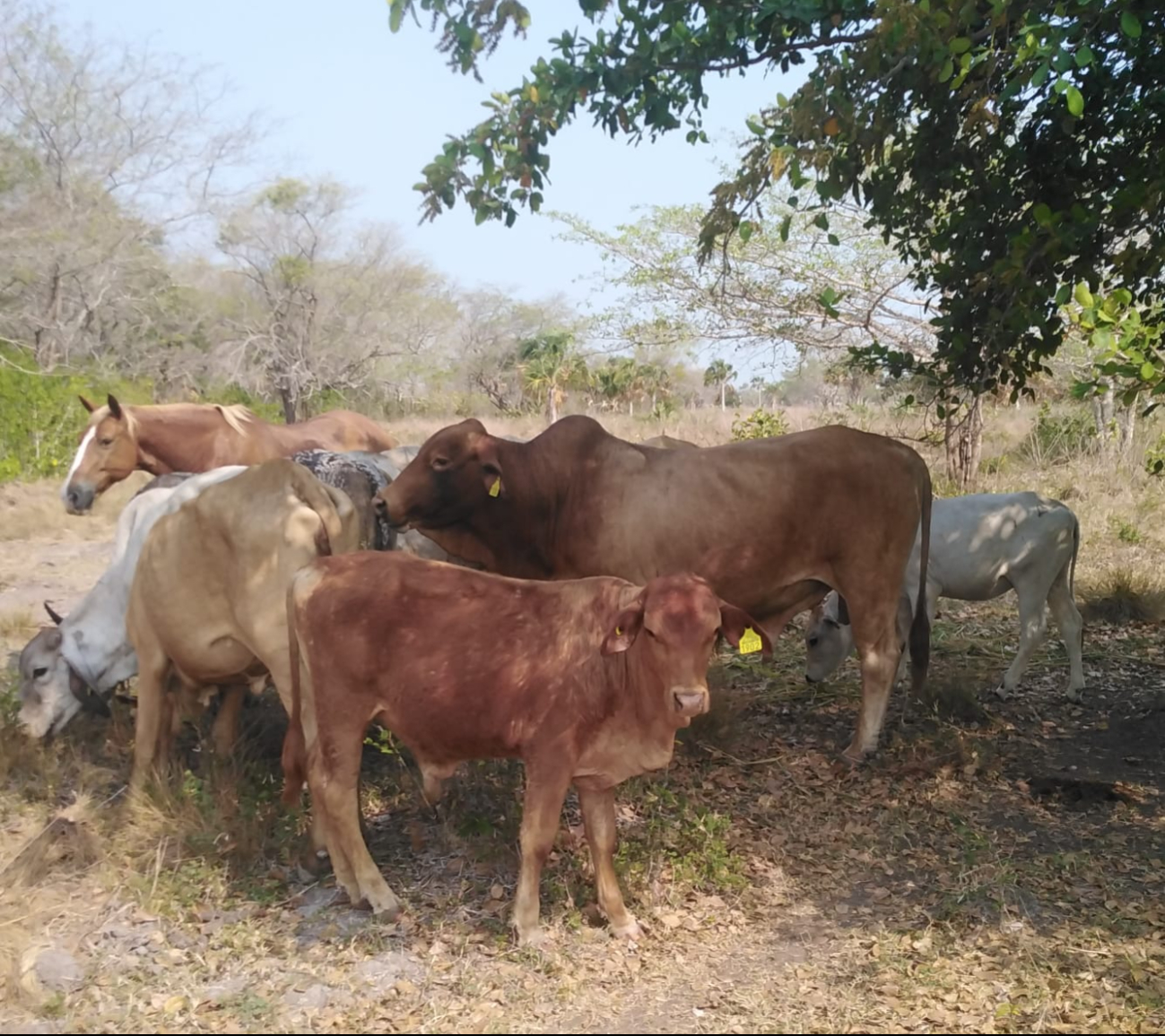 Ganaderos revisarán a sus animales ante la presencia del parásito en la frontera guatemalteca