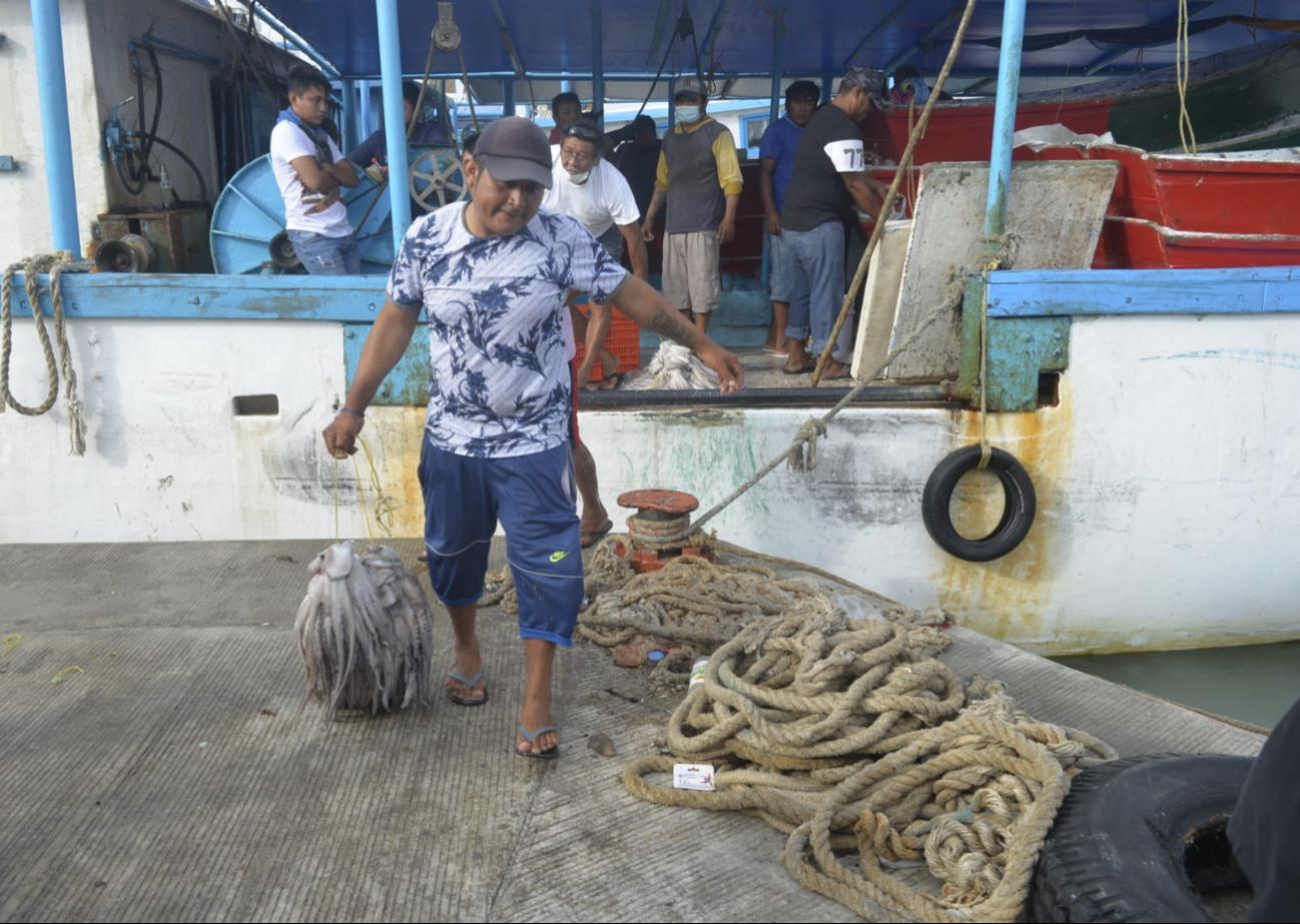 Cambio climático afecta en la pesca de pulpo maya en la costa de Yucatán