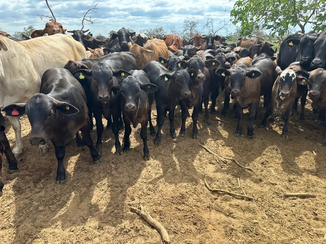 Escárcega, fuera de riesgo de presentar casos de reses con gusano barrenador