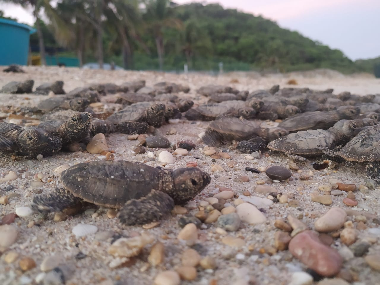 Campeche sembrará 5 mil plantas en dunas costeras para proteger tortugas marinas