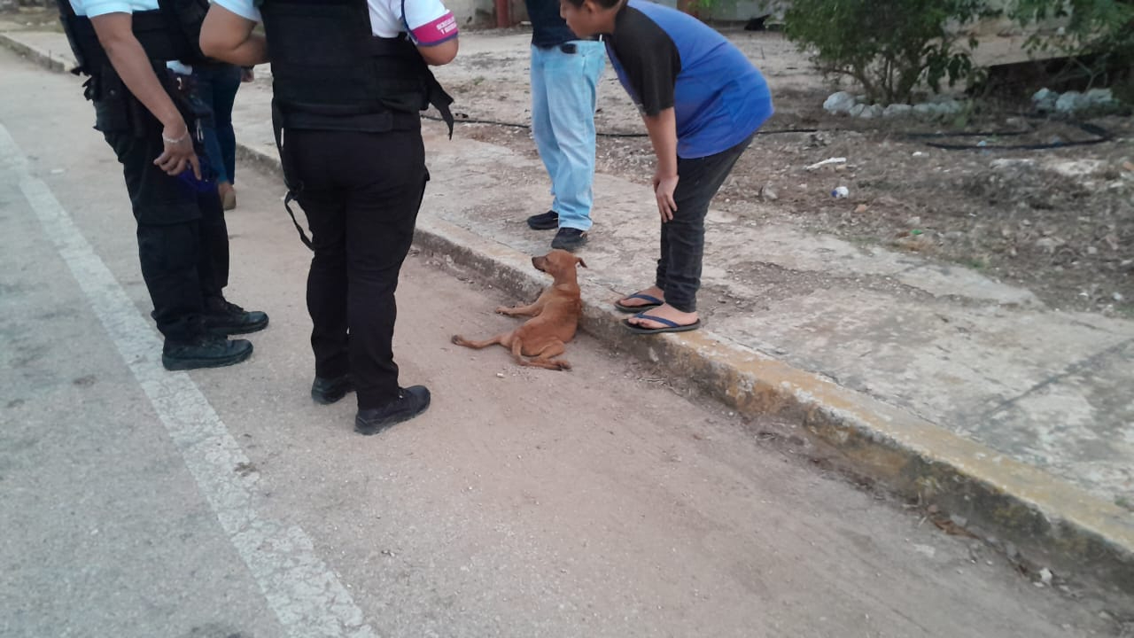 El perrito también resultó lesionado y quedó incapacitado para caminar