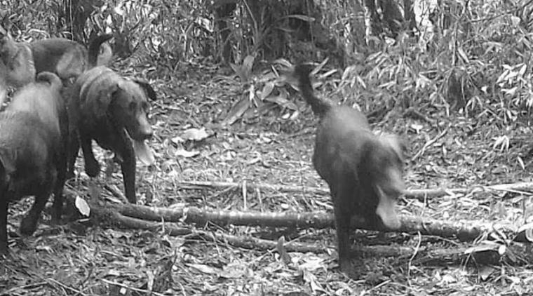 En la Reserva Cuxtal, ubicada al sur de Mérida, se ha logrado detectar la presencia de mil quinientos perros ferales