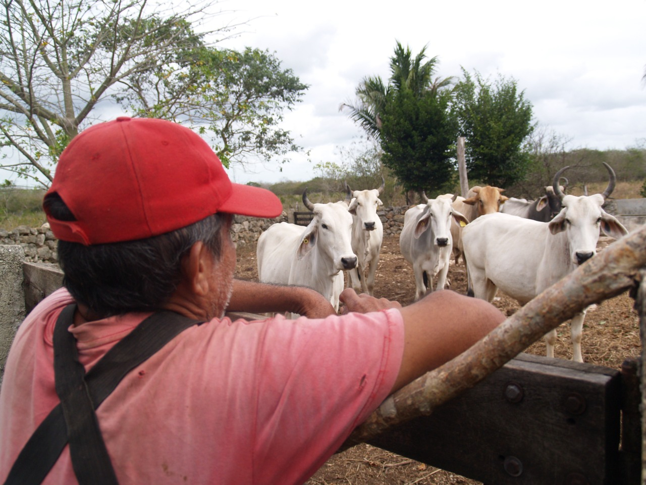 Ganaderos de Telchac Pueblo se anticipan para la temporada de sequía