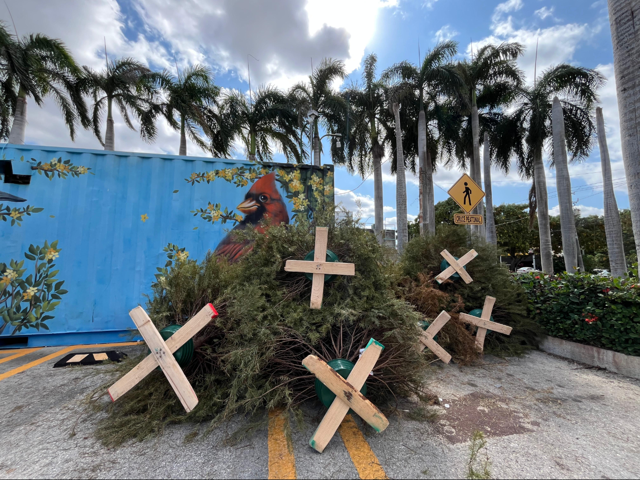 Aumenta el número de pinos naturales en mega puntos verdes en Mérida, ¿Hasta cuándo se podrán llevar?