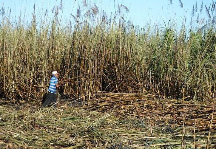 A pesar de las proyecciones, muchos producirán una menor cantidad de caña esta temporada.