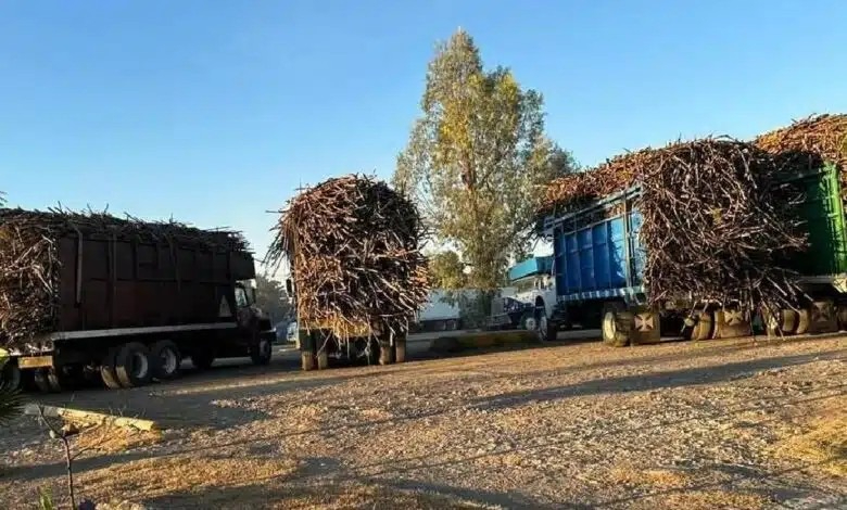 Además de la falta de trabajadores, la presencia del hongo amenaza a los productores.