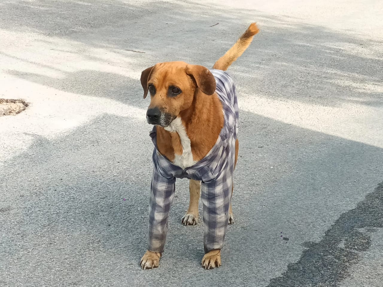 Algunos pobladores les colocan camisas a los peluditos.