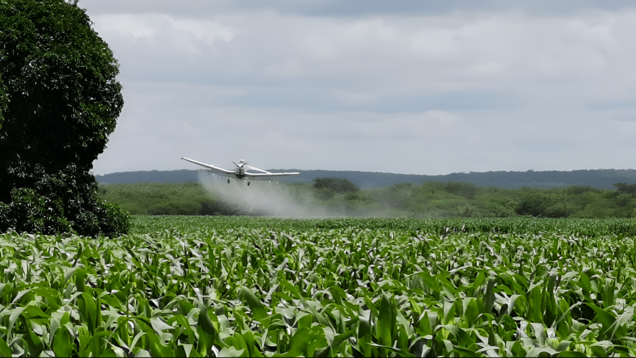 Fumigaciones aéreas con químicos peligrosos afectan al sector apícola