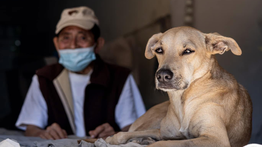 Queeny es una perrita de tres años que ha ganado popularidad gracias a las redes sociales