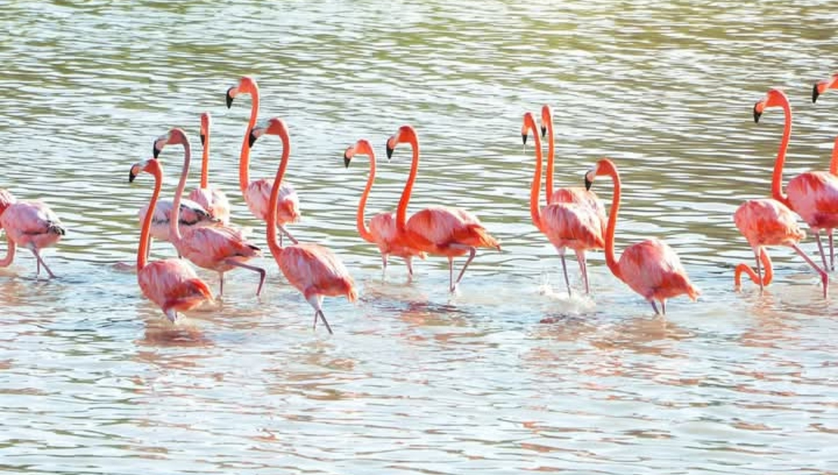 Flamencos llenan de color rosa el cielo y las rías de El Cuyo en Yucatán