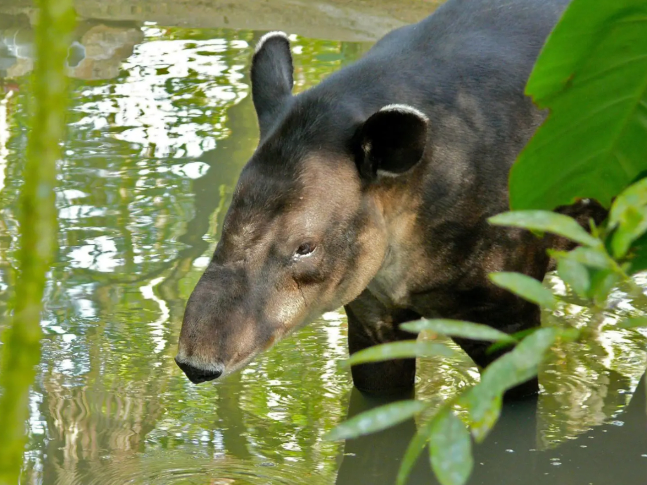 El tapir es considerado el arquitecto de las selvas