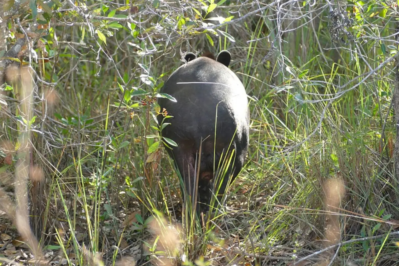 La especie enfrenta graves amenazas como la cacería y la fragmentación del hábitat