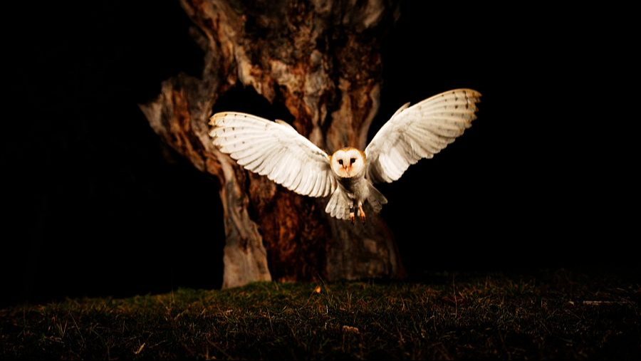 Pájaro del mal agüero: ¿Por qué le llaman así a la lechuza en el sureste? 