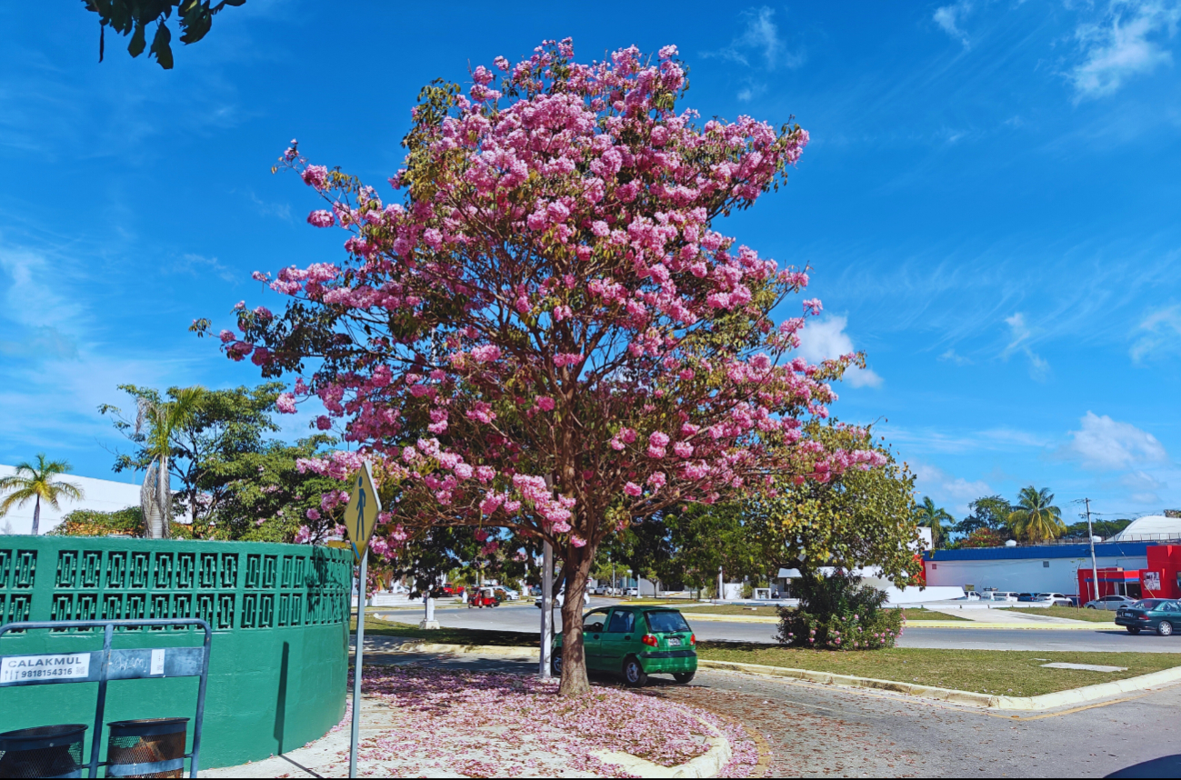 Maculís embellecen con su color rosado a Campeche: ¿Cuándo caen sus  flores? Lo que debes saber