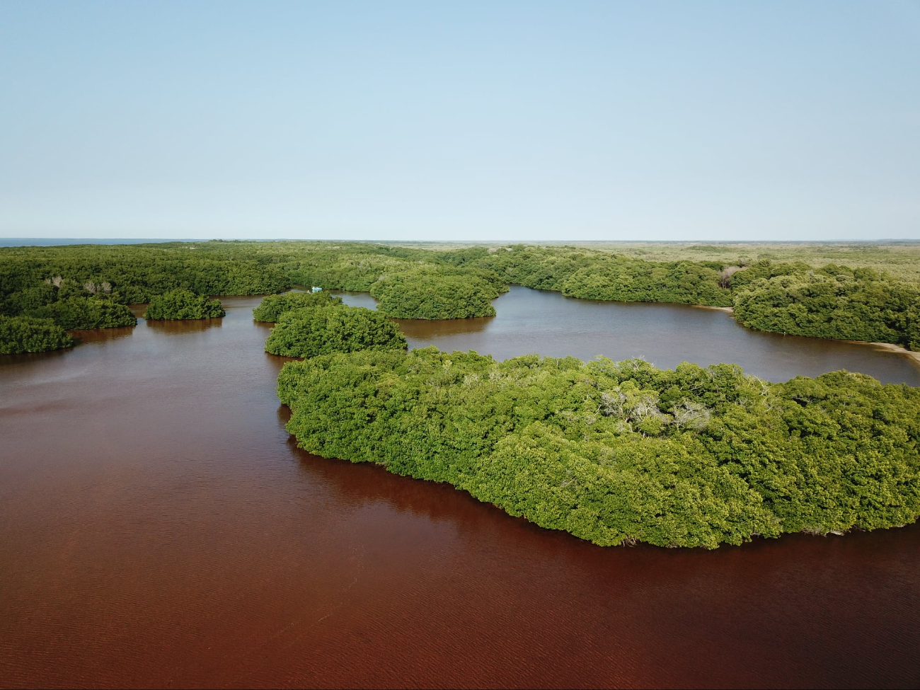 Los manglares, especialmente en la Reserva de Los Petenes, protegen a las comunidades costeras de huracanes y tsunamis