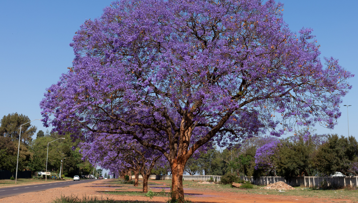 Una planta similar es el jacarandá, con flores púrpuras que también embellecen el paisaje