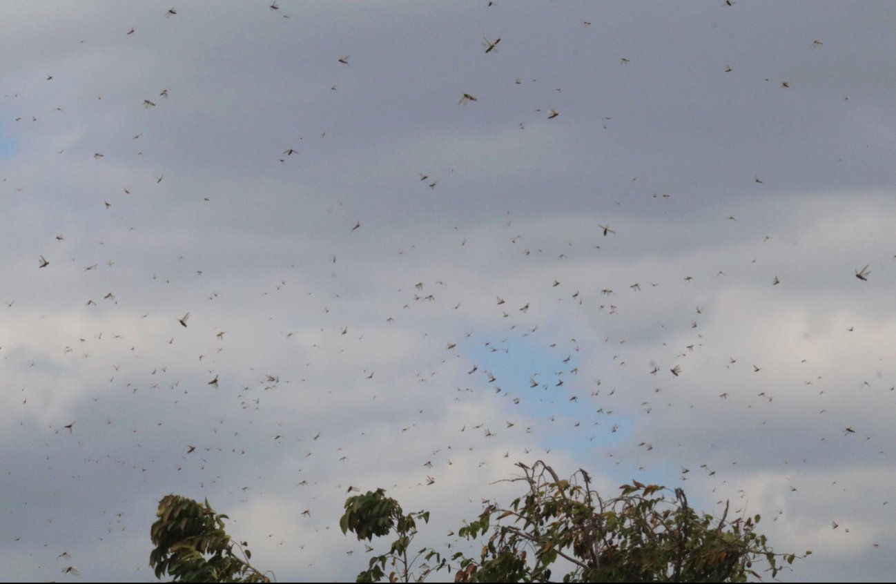 Especialistas consideran que los vientos desvían a los insectos a zonas urbanas como Mérida