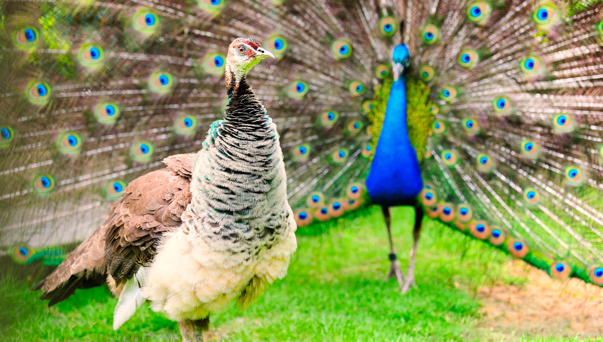 El pavo real de Campeche despliega su cola para impresionar a las hembras en rituales de cortejo.