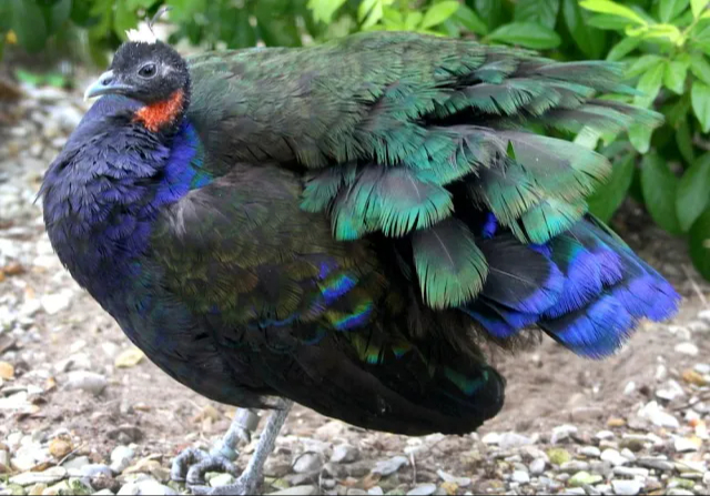 Pavo real del Congo