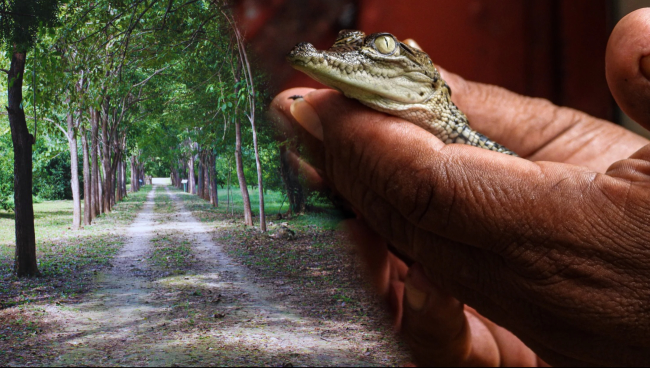 Puedes avistar una variedad de aves, mamíferos como el venado cola blanca, y reptiles como iguanas y cocodrilos