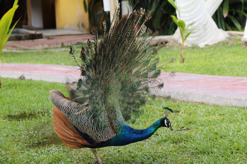 Se pueden encontrar pavos reales en reservas naturales y zoológicos de Campeche