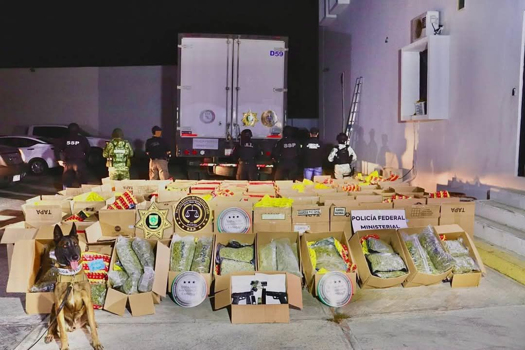 SSP Yucatán confirma decomiso de 800 kilos de marihuana y armas de fuego en la vía Campeche Mérida